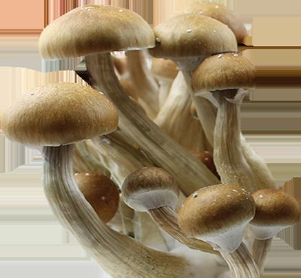 Psilocybe Cubensis PES Amazonian Esporas Jeringa